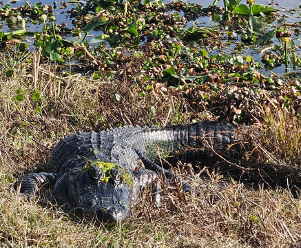 Lake Apopka Wildlife Drive-Apopka必去景点