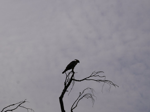 Jeep Safari With Gayan-锡吉里亚必去景点