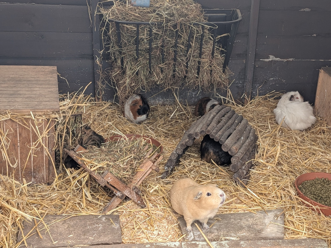 Holmes Chapel Zoo-Holmes Chapel必去景点