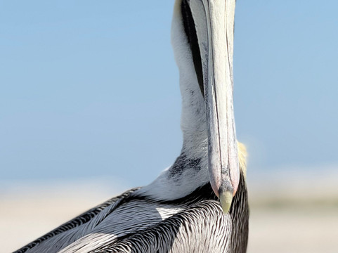 Río Lagartos Experience By Jorge N-里奥拉加托斯必去景点