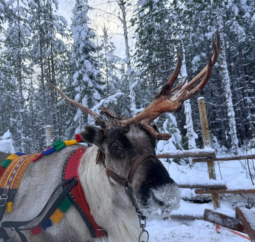 圣诞老人驯鹿雪橇之旅-罗瓦涅米必去景点