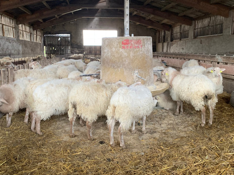 Ferme d'Agerria-Saint-Martin-d'Arberoue必去景点