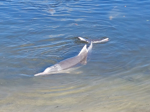 Barnacles Dolphin Centre-Tin Can Bay必去景点