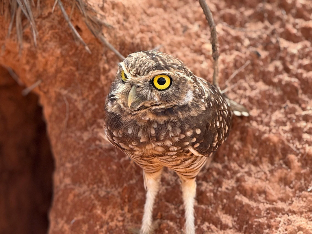 Jalapao 360° -Aventura Eco-Palmas必去景点