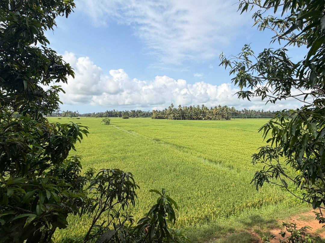 Village Mango Resort Yala主图