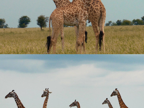 Meijo Safaris-阿鲁沙区必去景点