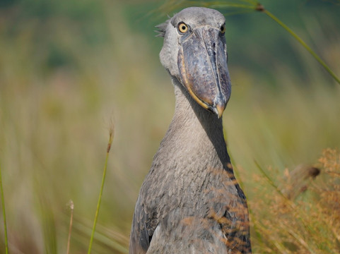 Nature Responsible Safari Uganda-恩德培必去景点