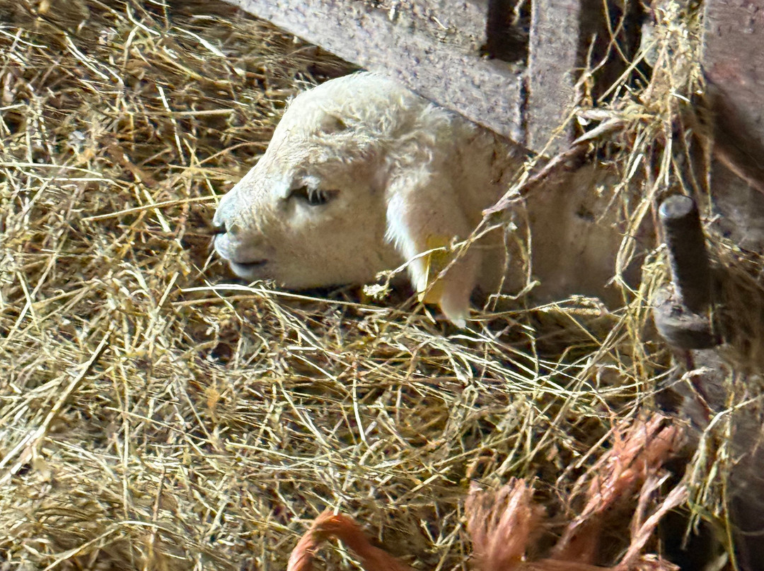 South Lakes Farm Experiences-Grange-over-Sands必去景点