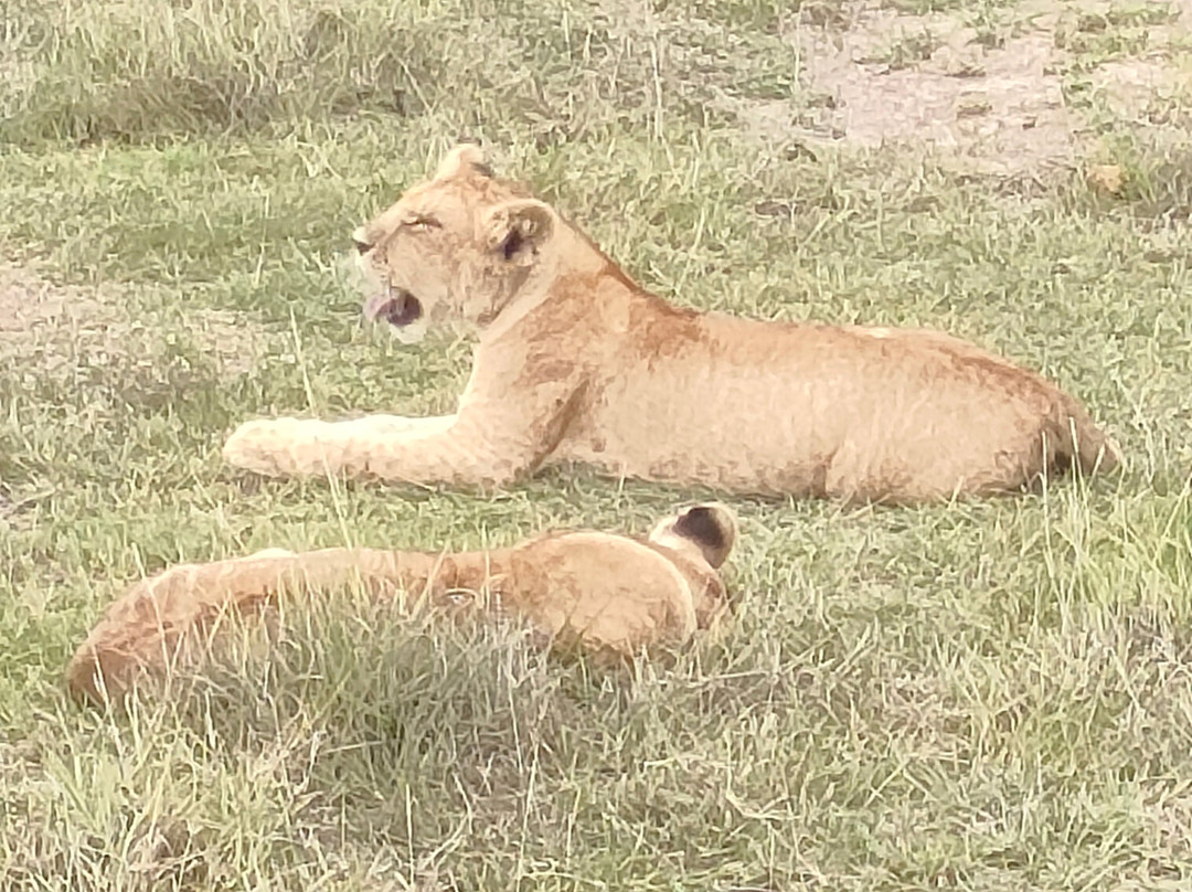 Safari In Kenya Con Samba-瓦塔木必去景点