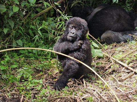 EcoTours Rwanda-吉佳利必去景点