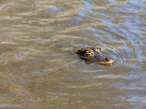 Backwoods Airboat Adventures-Christmas必去景点