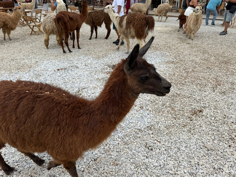 República El Alto del Chocho主图