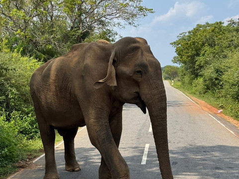 Ceylon Star Tours-Kaduwela必去景点