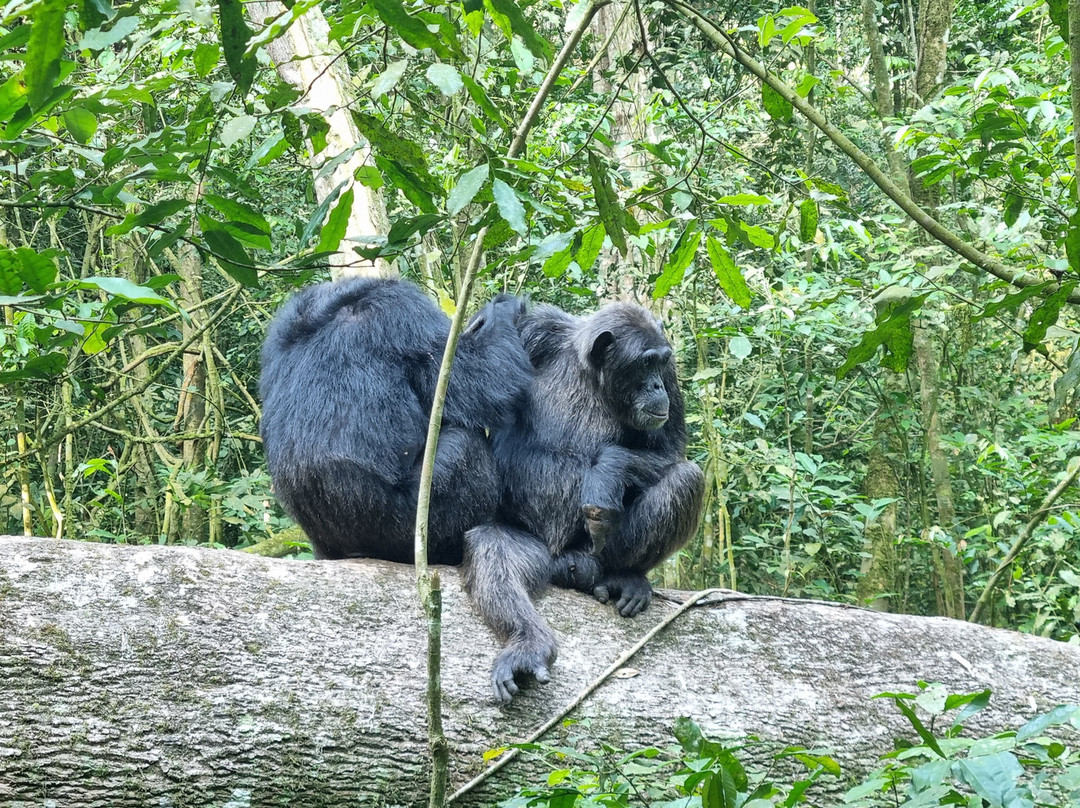 Mamaland Safaris-坎帕拉必去景点