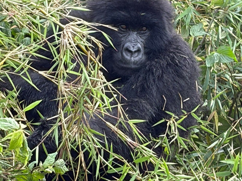 Devine African Safaris-吉佳利必去景点