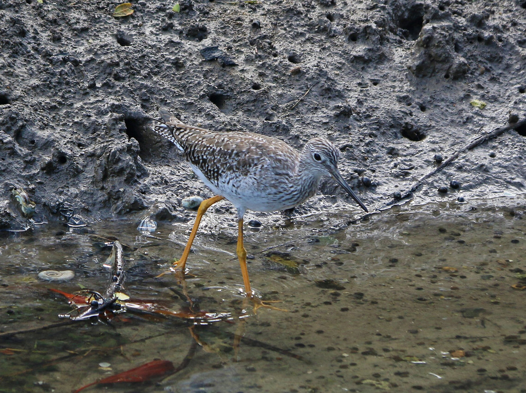 Peter Cox Wildlife Tours-多巴哥必去景点