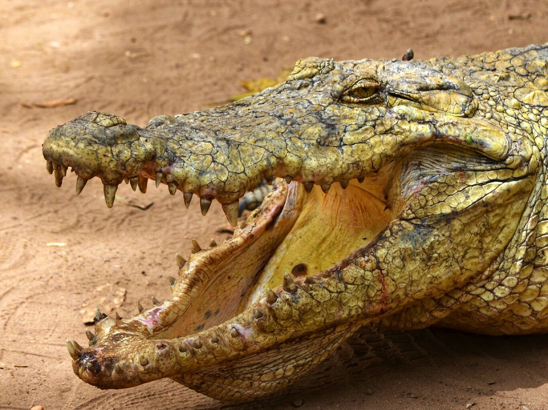 Kachikally Crocodile Pool-Bakau必去景点
