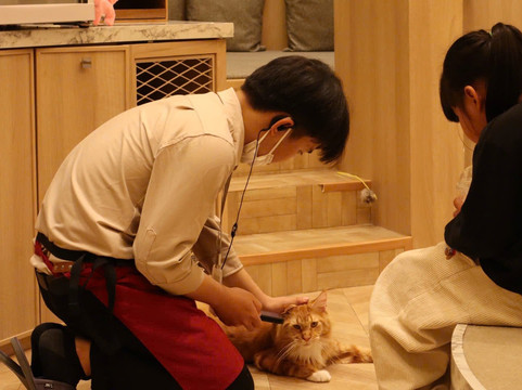 Cat Cafe Mocha Aeon Mall Huế