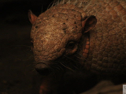 The Living Rainforest-纽伯里必去景点