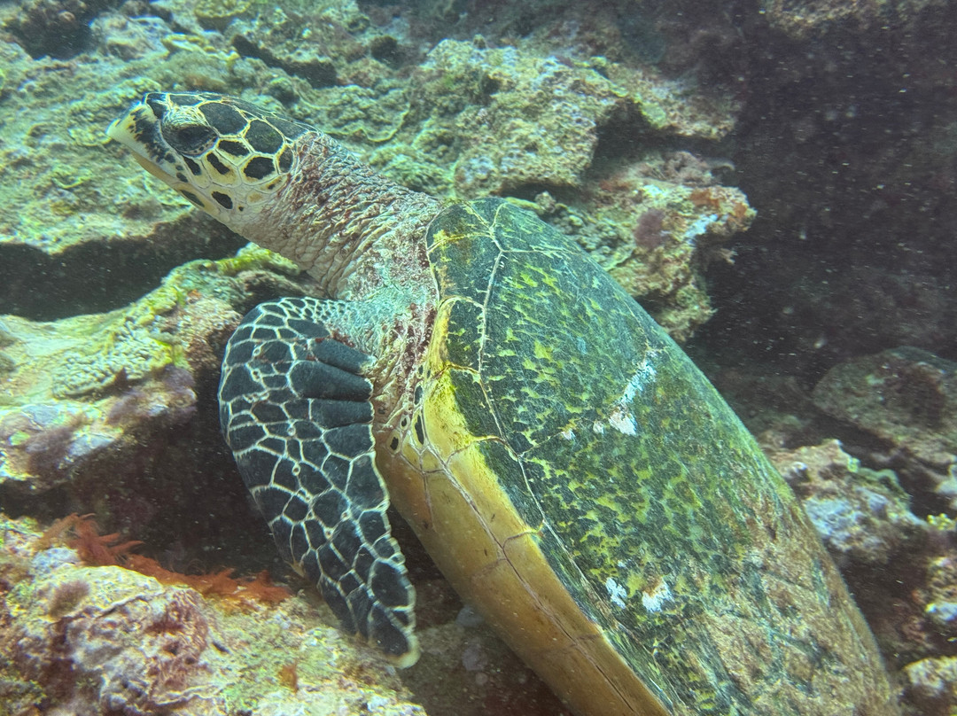 Scuba Duka-迪亚尼必去景点