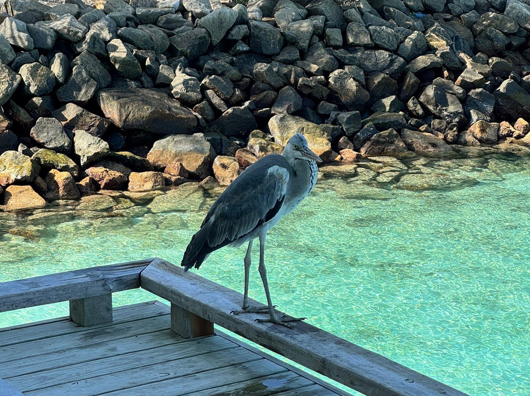 Blue Wave Ifuru By Dive Butler At Ifuru Island Maldives-Ifuru必去景点