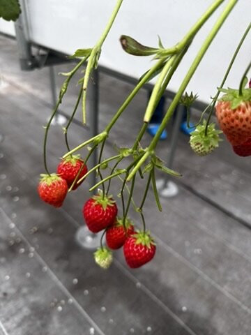 GrandBerry-八尾市必去景点