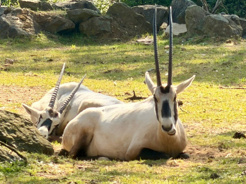 Zoo de La Fleche-La Fleche必去景点