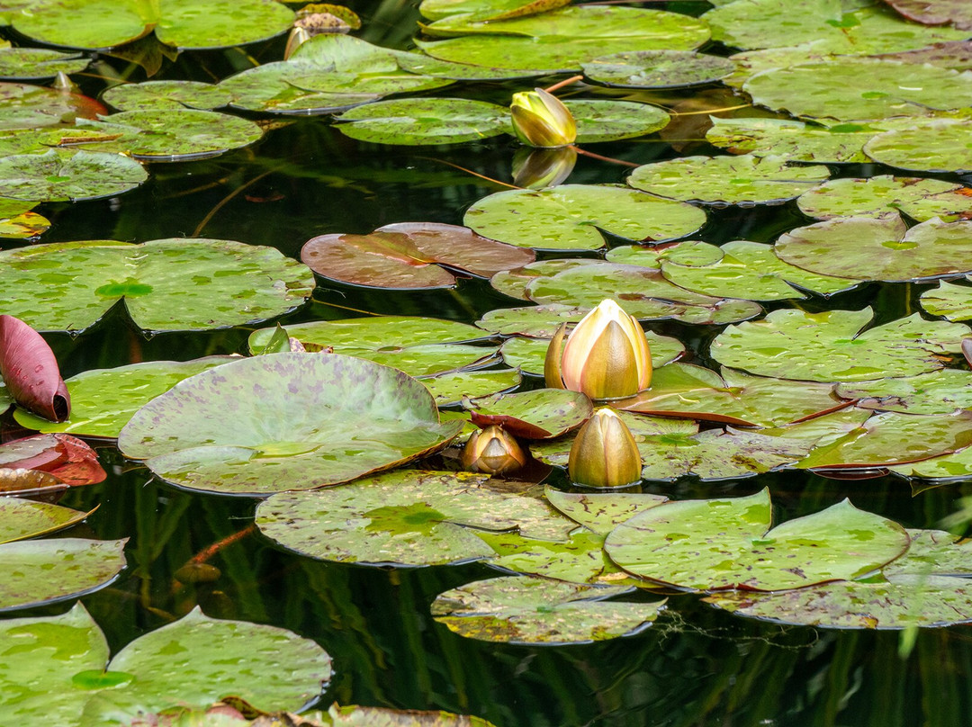 Jardín Botánico de Quito-基多必去景点