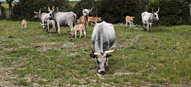 Agriturismo Lo Scalandrino 农家乐-官方