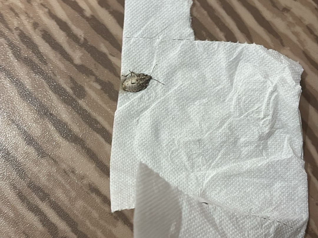 B＆B酒店巴黎梅杜翁维利齐主图