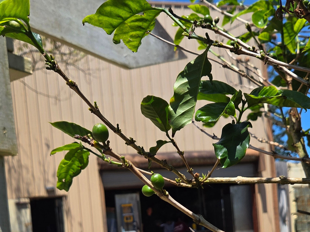 Green World Coffee Farms-瓦西瓦必去景点