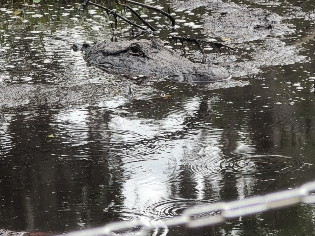 Tom and Jerry's Airboat Tours-Lake Panasoffkee必去景点
