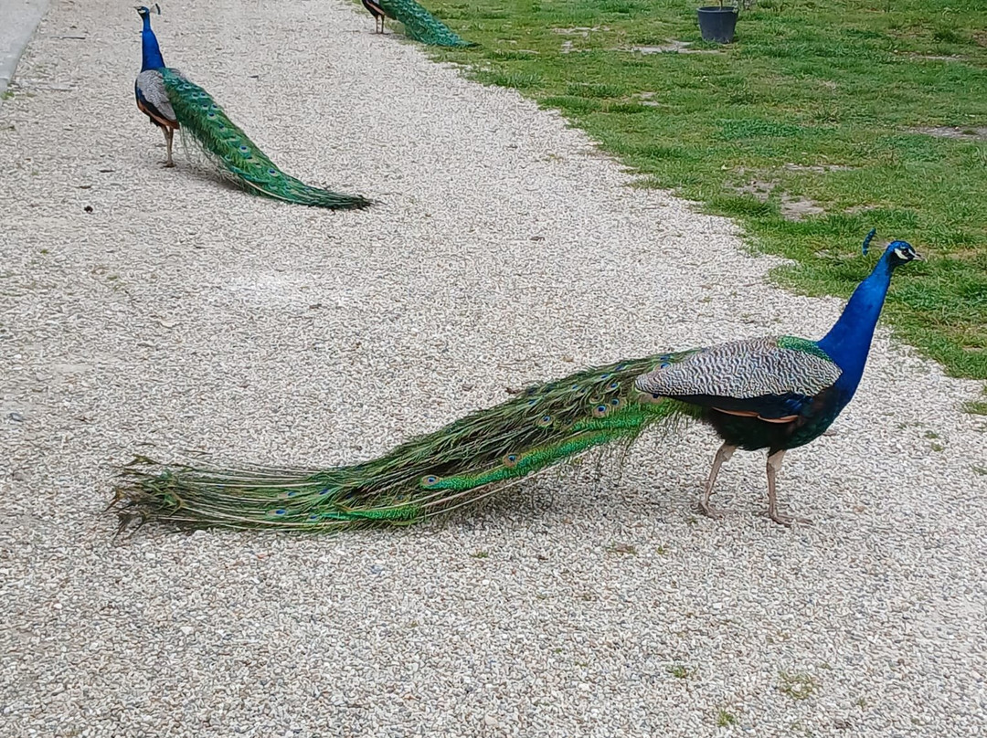 Alice au pays des Paons-阿维桑必去景点