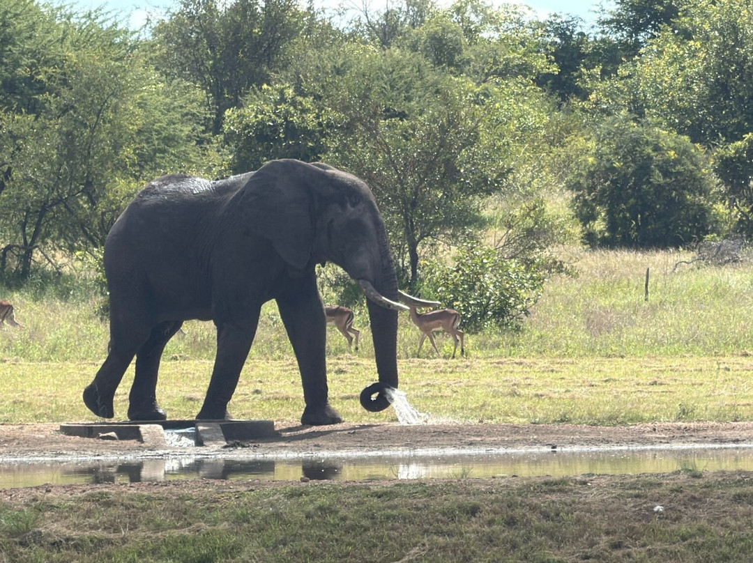 Senalala Safari Lodge主图