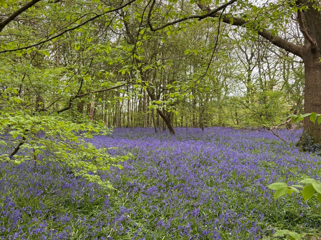 Arlington Bluebell Walk-Arlington必去景点