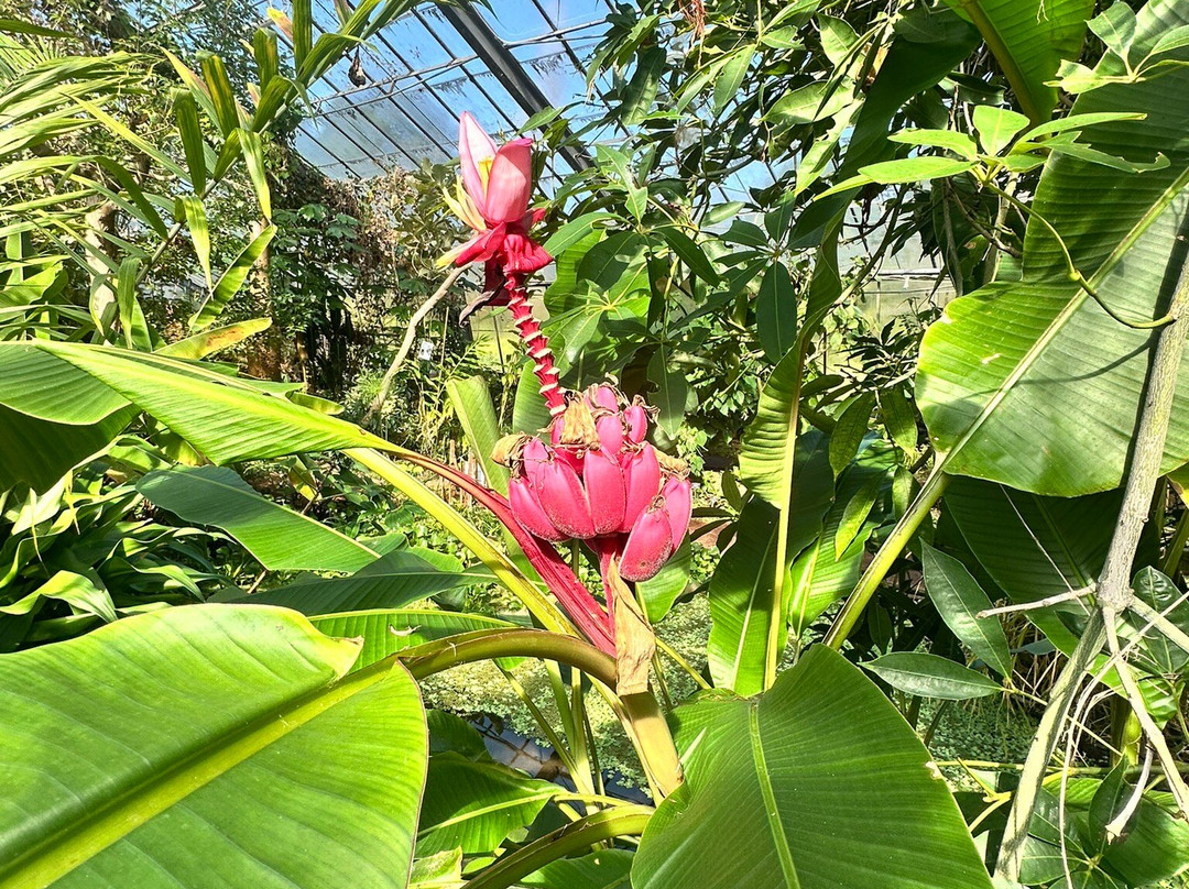 Dundee Botanic Garden-敦提必去景点