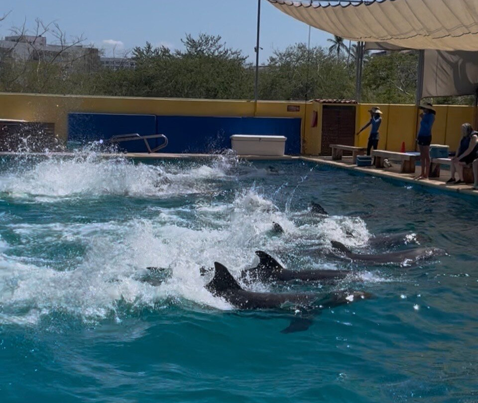 Vallarta Adventures Dolphin Center-新瓦雅塔必去景点