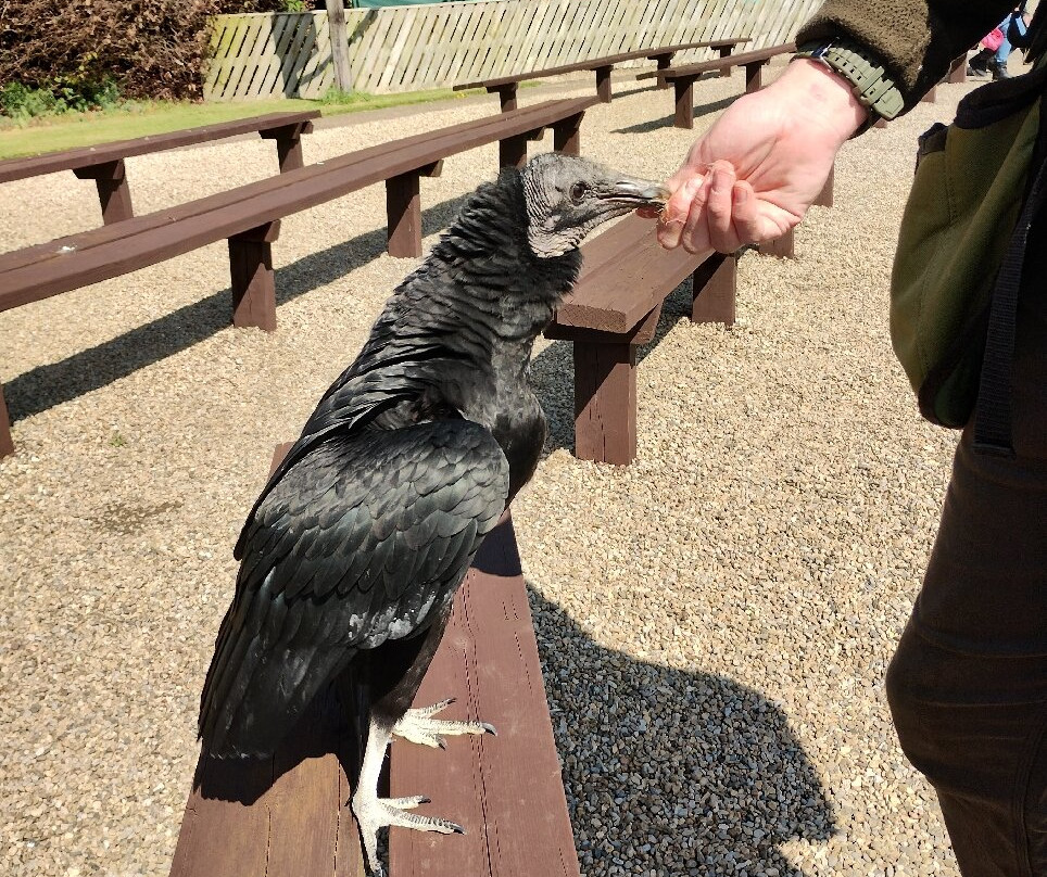 Thirsk Birds Of Prey Centre-瑟斯克必去景点