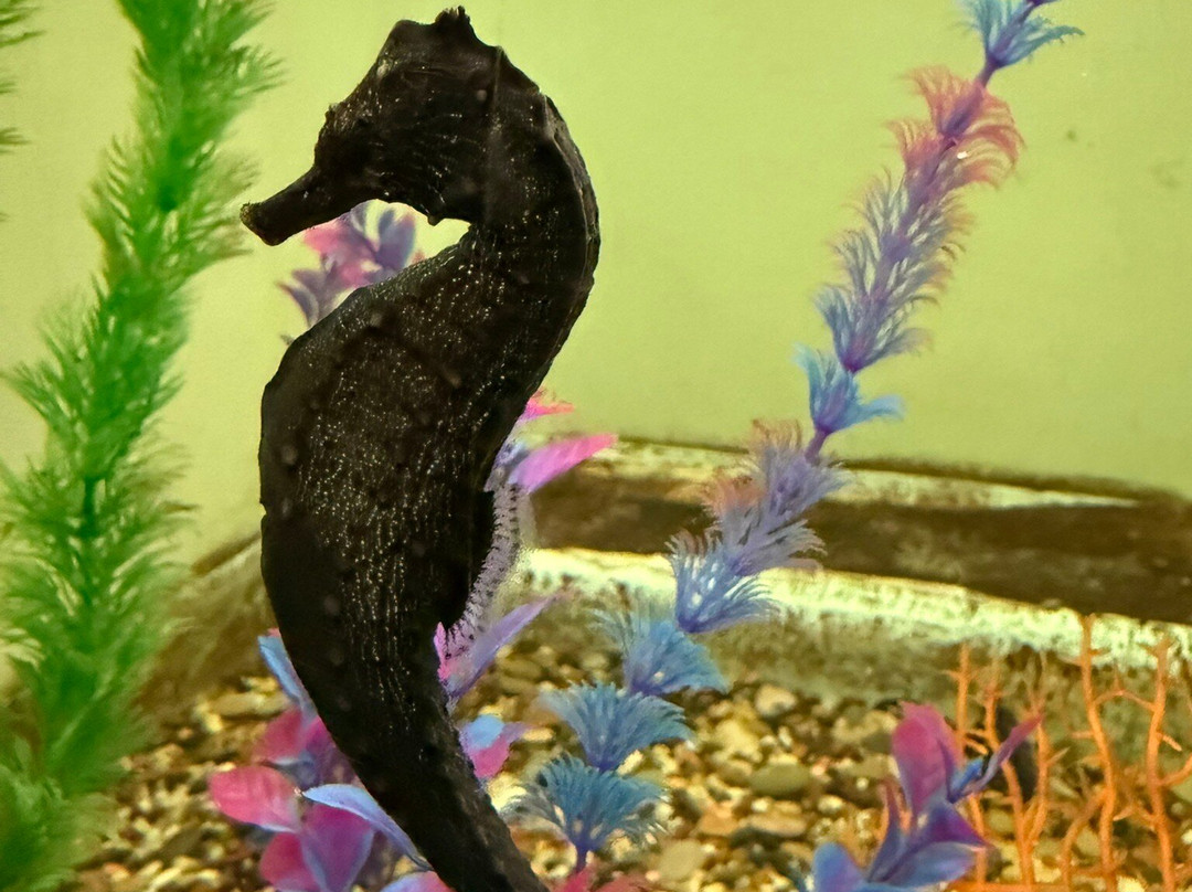 Seahorse World-Beauty Point必去景点