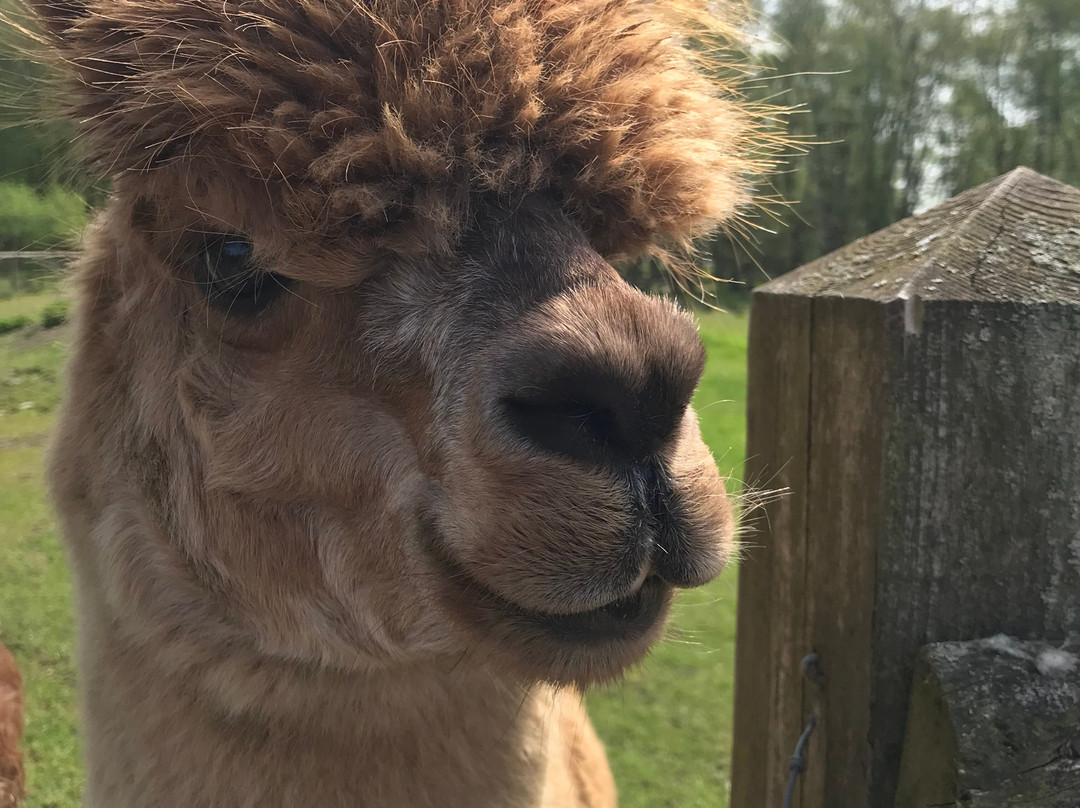 White Peak Alpaca Farm-Mobberley必去景点