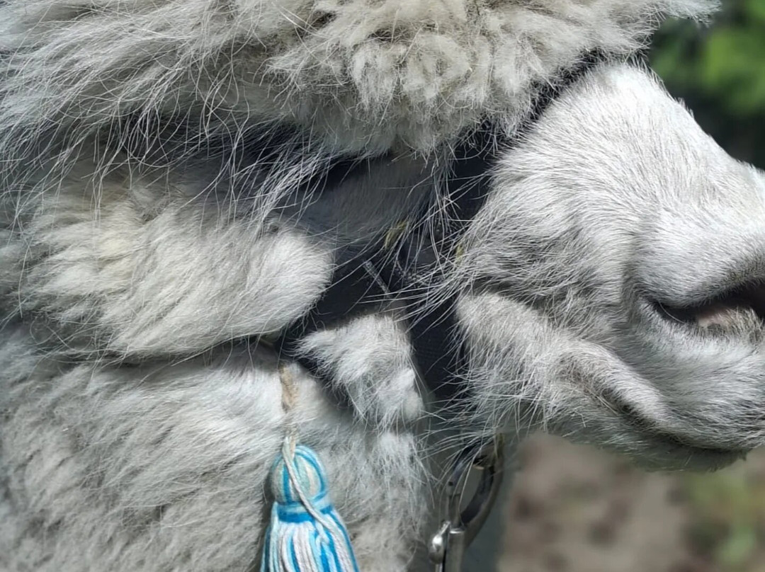 Alpaca Zeeland-Nieuwdorp必去景点