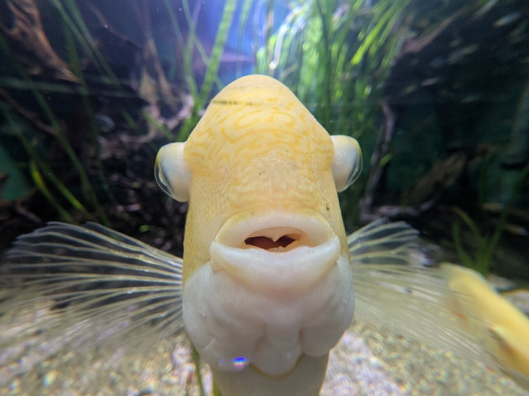 Lakes Aquarium-Newby Bridge必去景点