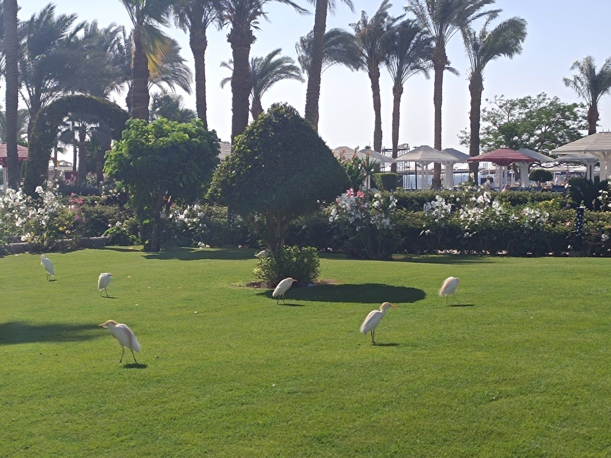 Amarina Abu Soma Resort & Aquapark-旅行者