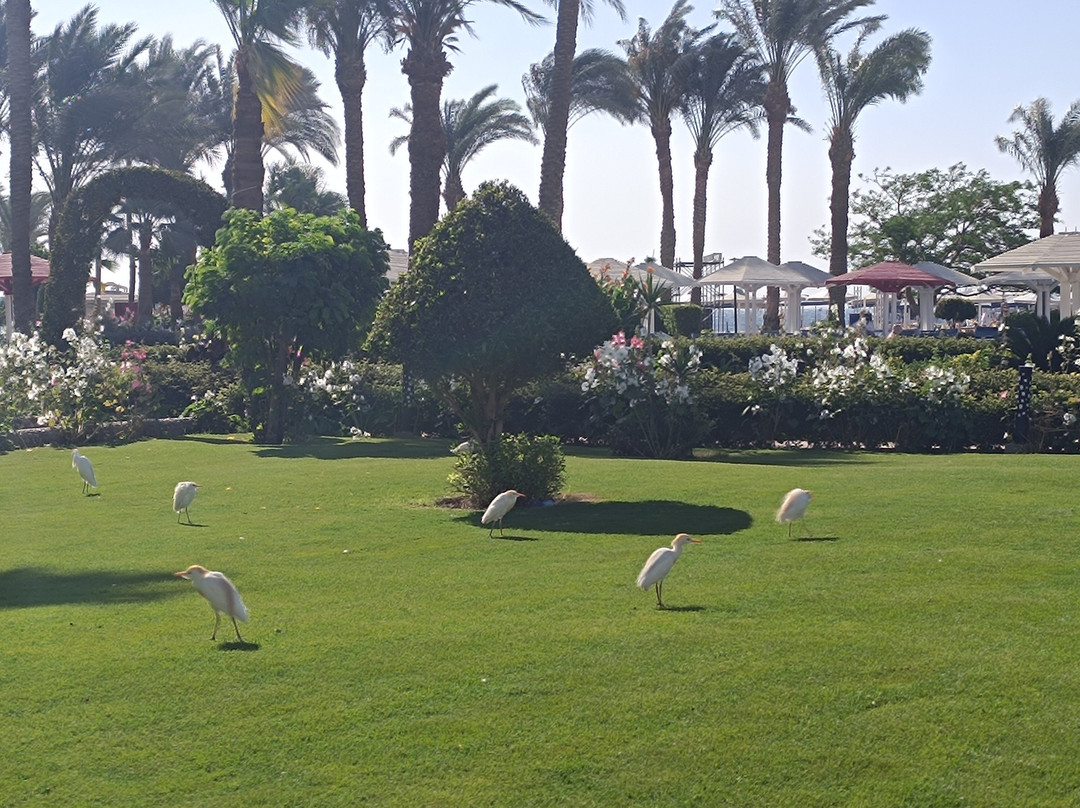 Amarina Abu Soma Resort & Aquapark主图