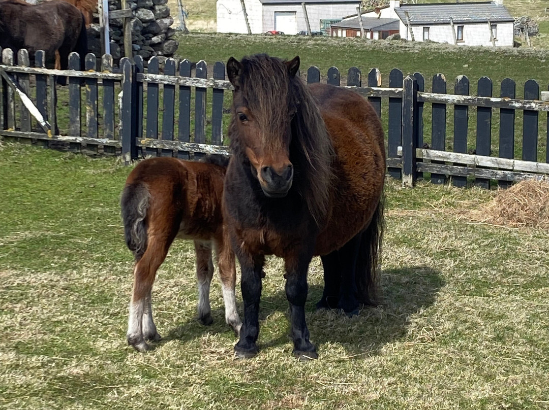 The Shetland Pony Experience-Papil必去景点