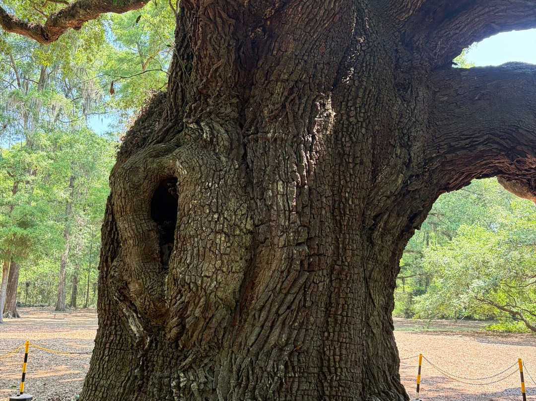 Angel Oak Tree-Johns Island必去景点