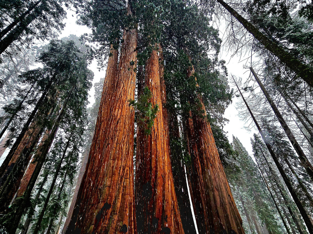 Sequoia National Park-维塞利亚必去景点