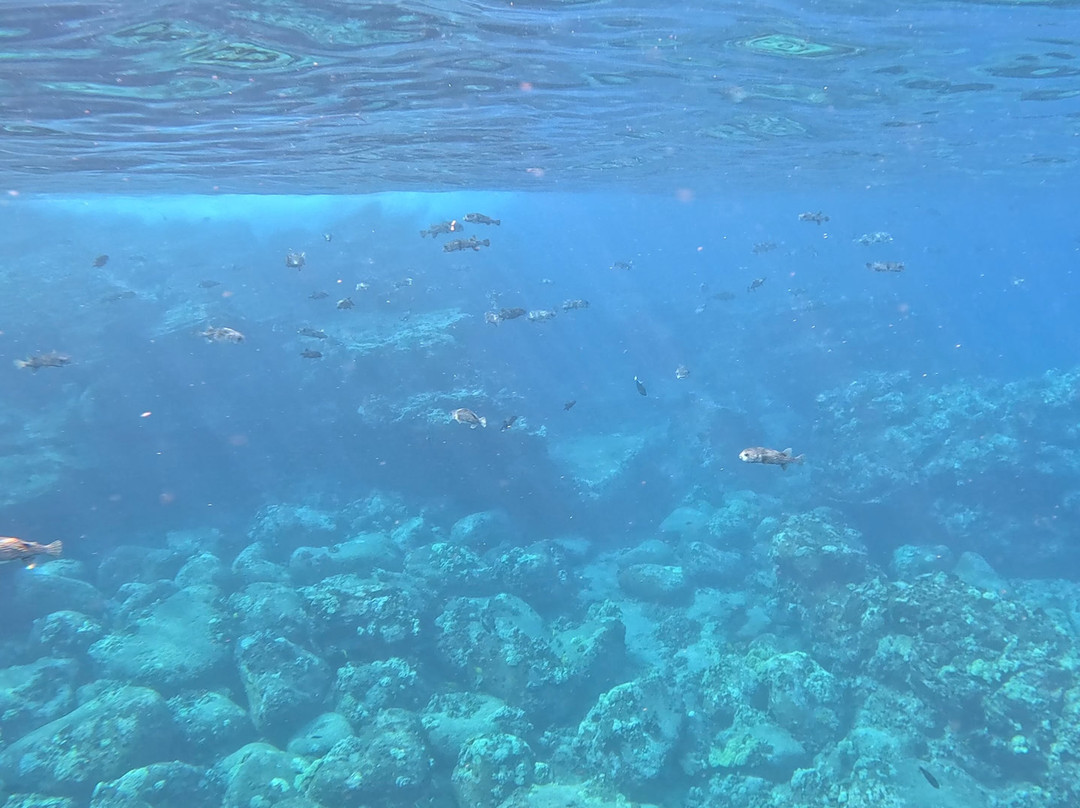 Kona Ocean Experience-凯鲁瓦-柯纳必去景点