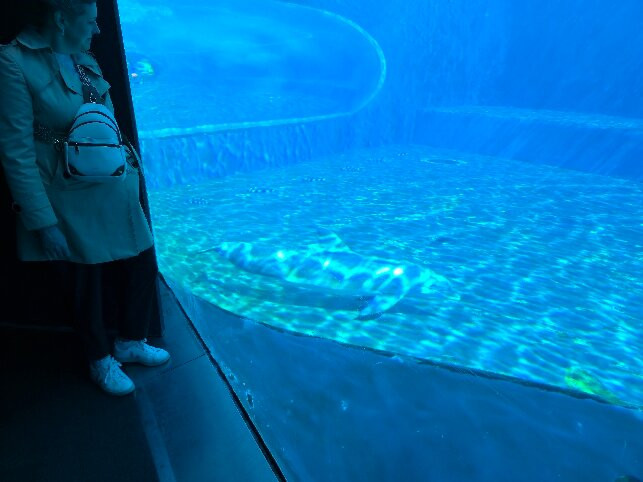 热那亚水族馆-热那亚必去景点