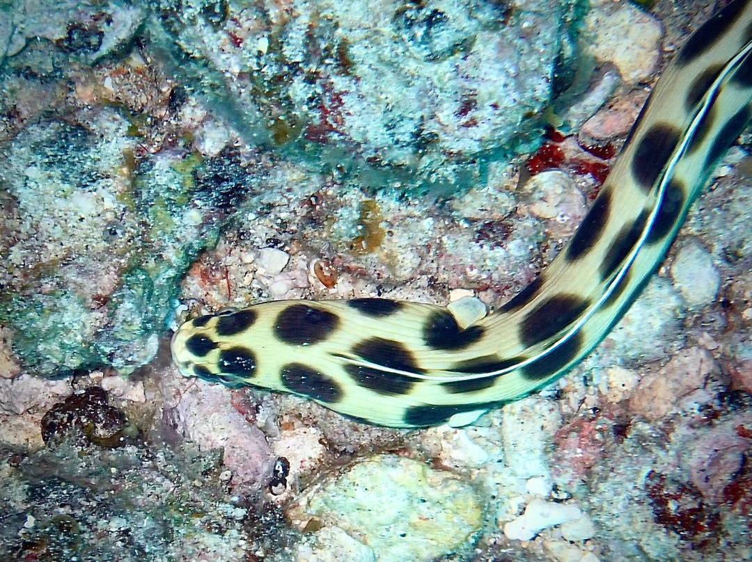 Emperator Diving Center-大湾必去景点